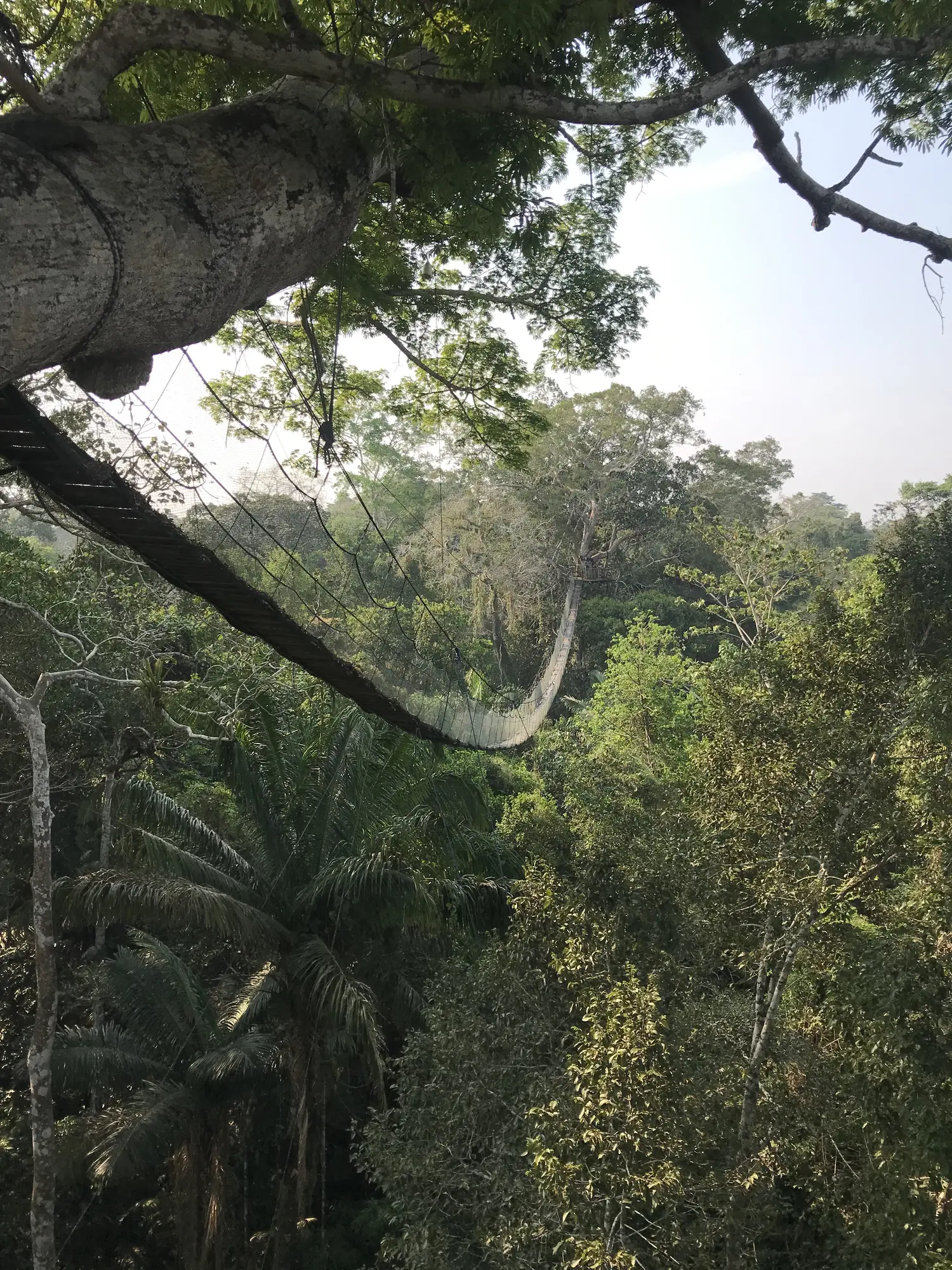Canopy walkway through trees in the Amazon rainforest