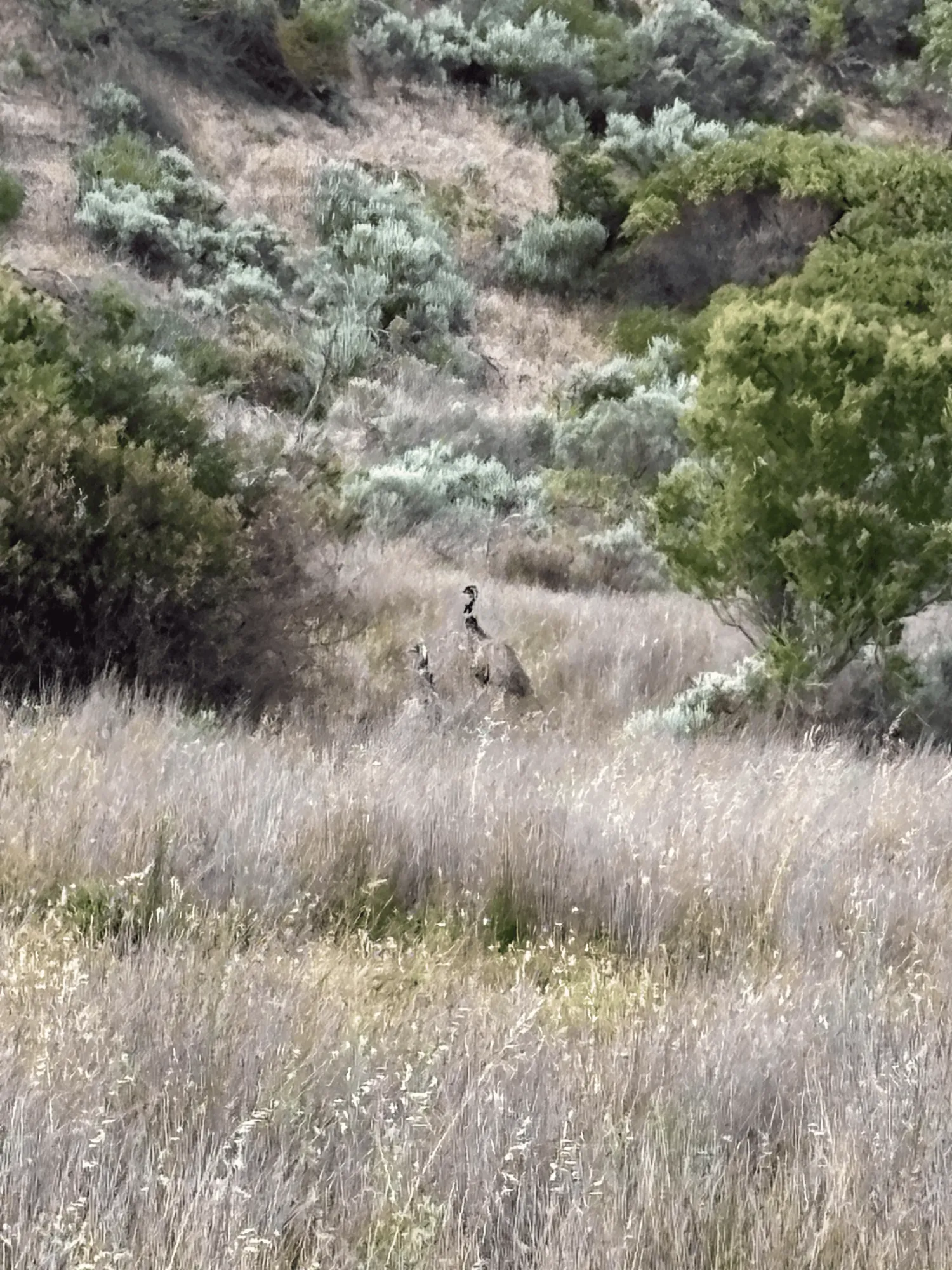 Emus in Coorong National Park