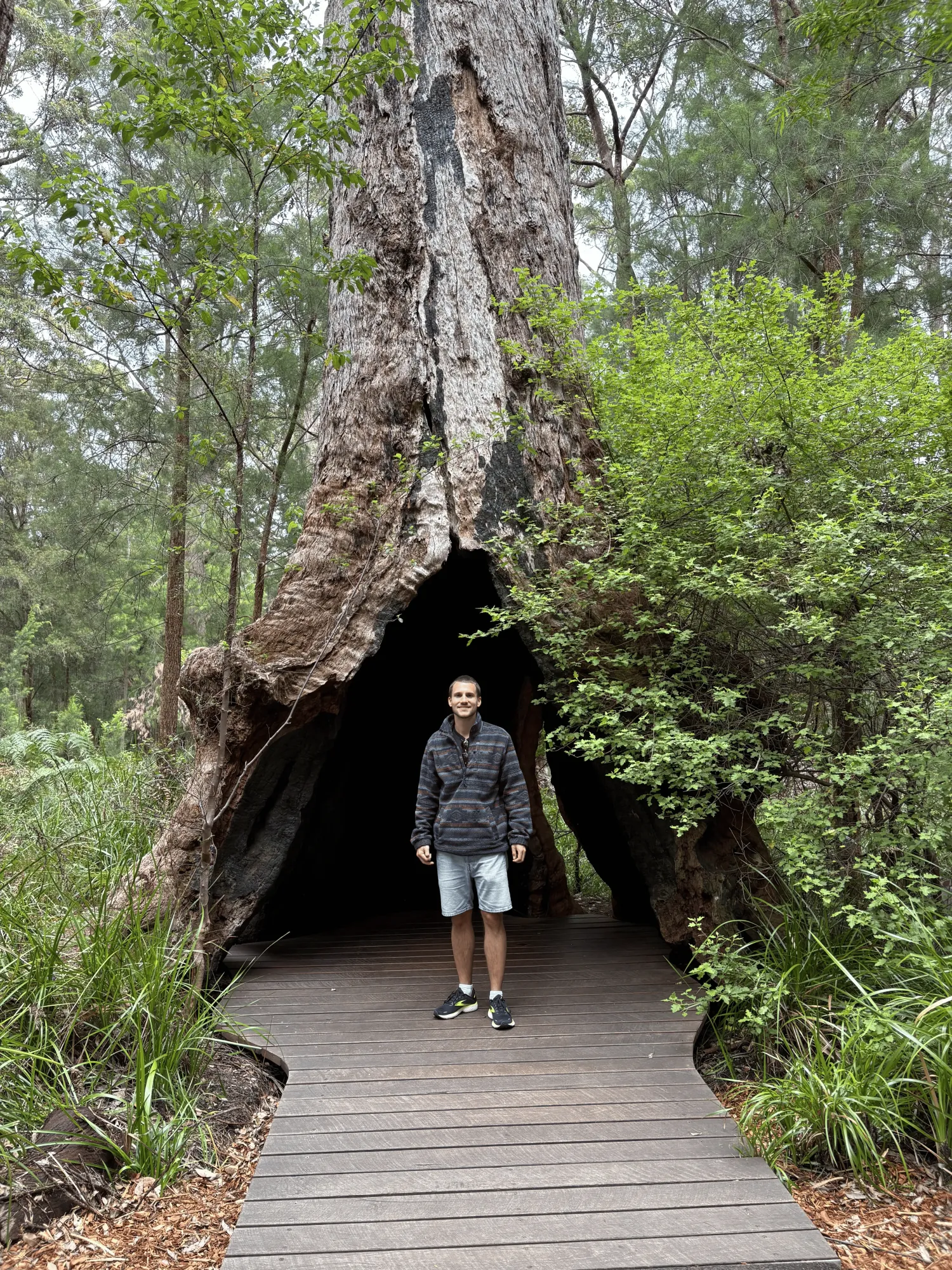 Valley of the Giants treetop walk