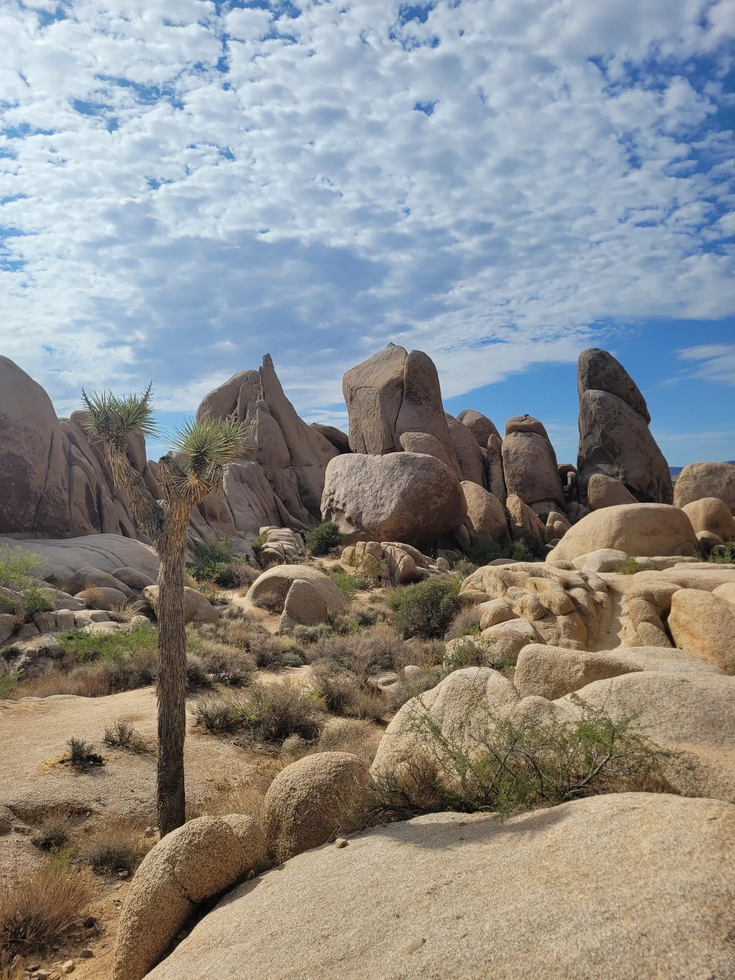 Rock formations and Joshua trees in the desert