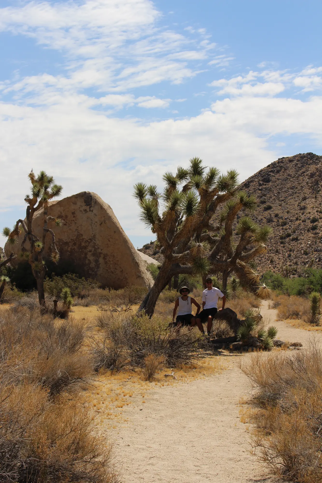 Trail through Joshua Tree National Park with desert plants and rock formations