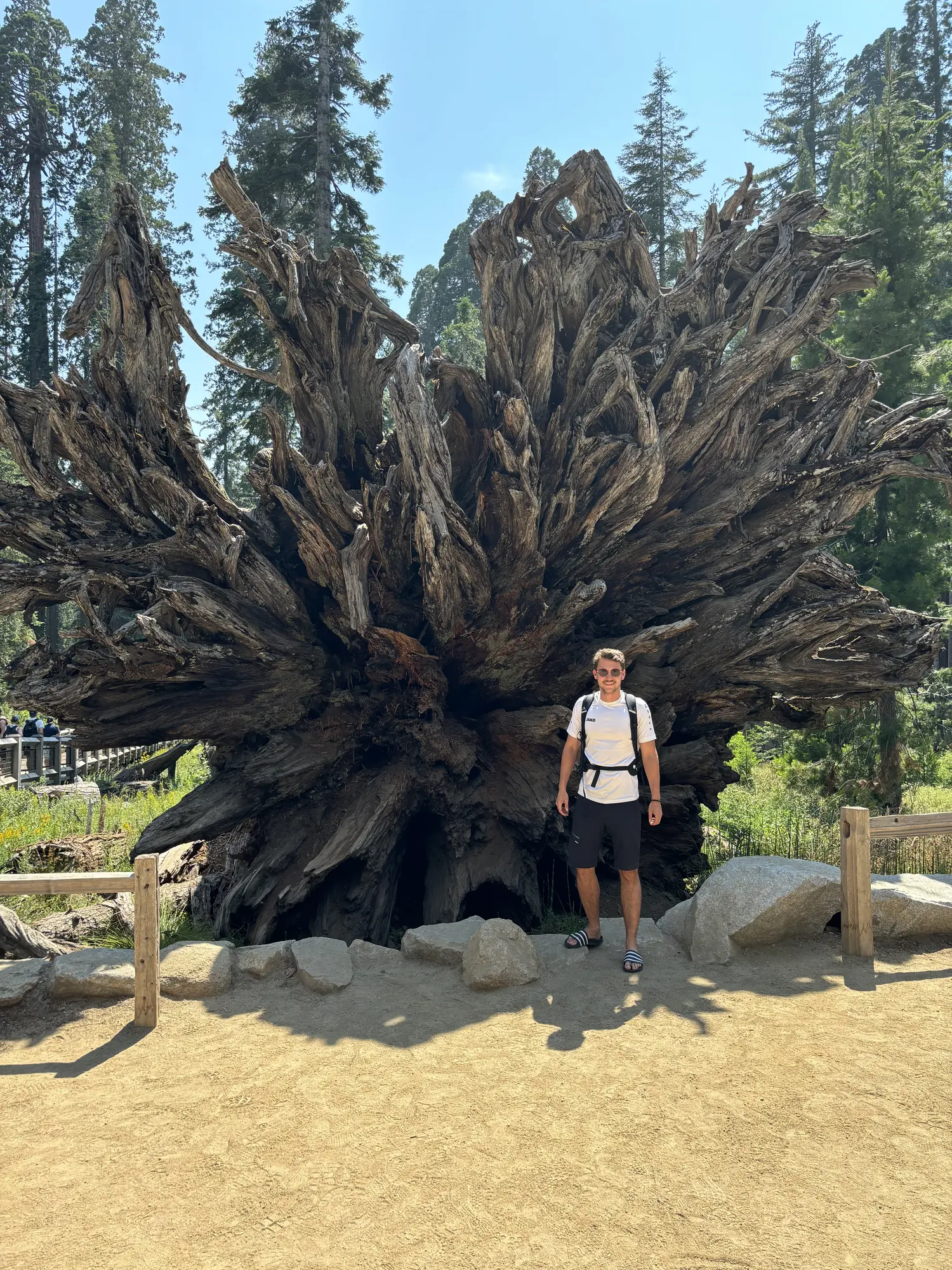 Standing in front of the roots of a fallen sequoia tree