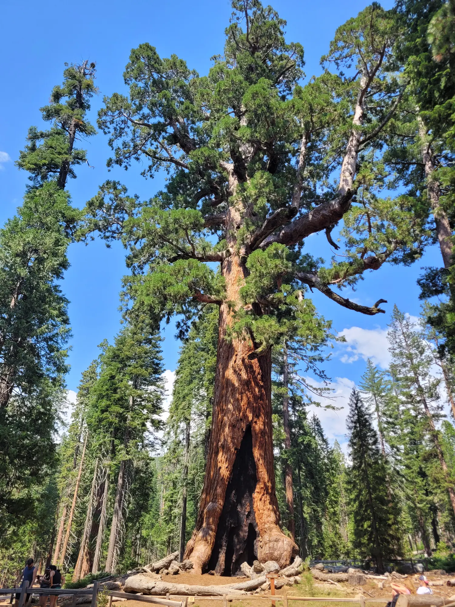 Huge sequoia tree rising above the surrounding forest